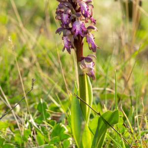 Photographie n°2498916 du taxon Himantoglossum robertianum (Loisel.) P.Delforge