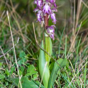 Photographie n°2498918 du taxon Himantoglossum robertianum (Loisel.) P.Delforge