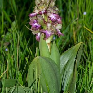 Photographie n°2498919 du taxon Himantoglossum robertianum (Loisel.) P.Delforge