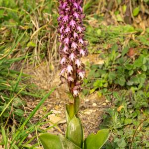 Photographie n°2498920 du taxon Himantoglossum robertianum (Loisel.) P.Delforge