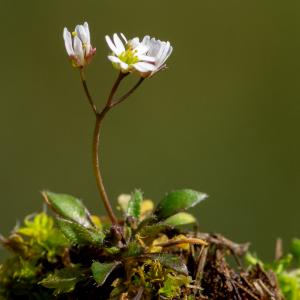 Photographie n°2498933 du taxon Draba verna L.