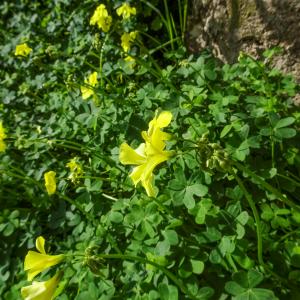 Photographie n°2498958 du taxon Oxalis pes-caprae L.