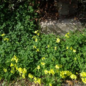 Photographie n°2498959 du taxon Oxalis pes-caprae L.