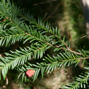  - Taxus baccata L. [1753]