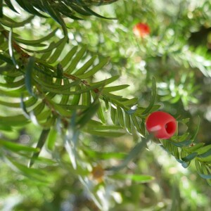  - Taxus baccata L. [1753]