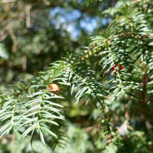 Photographie n°2498973 du taxon Taxus baccata L. [1753]