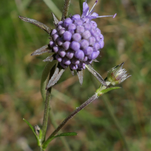 Photographie n°2498977 du taxon Succisa pratensis Moench [1794]