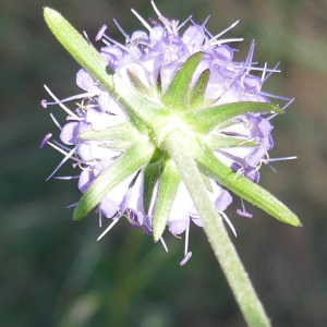 Photographie n°2498978 du taxon Succisa pratensis Moench [1794]