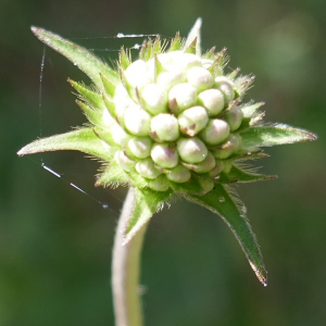 Photographie n°2498985 du taxon Succisa pratensis Moench [1794]