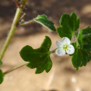 Photographie n°2498998 du taxon Veronica cymbalaria Bodard