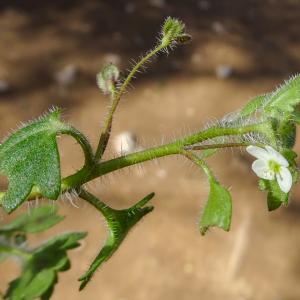 Photographie n°2498999 du taxon Veronica cymbalaria Bodard