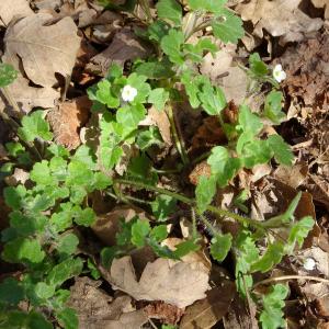 Photographie n°2499002 du taxon Veronica cymbalaria Bodard