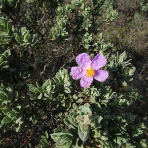 Photographie n°2499029 du taxon Cistus albidus L.