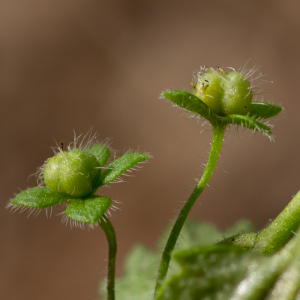 Photographie n°2499036 du taxon Veronica cymbalaria Bodard