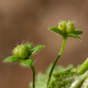 Photographie n°2499038 du taxon Veronica cymbalaria Bodard