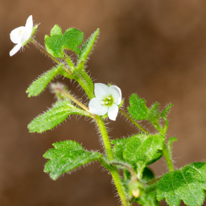 Photographie n°2499039 du taxon Veronica cymbalaria Bodard