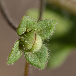 Photographie n°2499046 du taxon Veronica cymbalaria Bodard