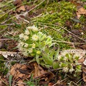 Photographie n°2499055 du taxon Petasites albus (L.) Gaertn. [1791]