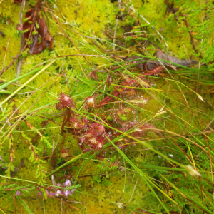 Photographie n°2499088 du taxon Drosera anglica Huds. [1778]