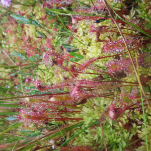 Photographie n°2499089 du taxon Drosera anglica Huds. [1778]