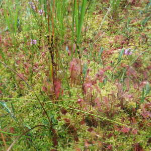 Photographie n°2499096 du taxon Drosera x obovata Mert. & W.D.J.Koch [1826]