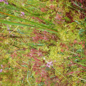  - Drosera x obovata Mert. & W.D.J.Koch [1826]