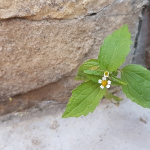 Photographie n°2499124 du taxon Galinsoga quadriradiata Ruiz & Pav.