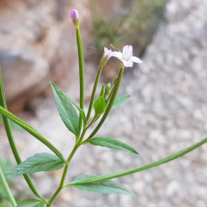 Photographie n°2499126 du taxon Epilobium ciliatum Raf. [1808]