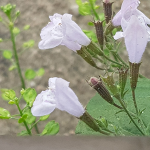 Photographie n°2499133 du taxon Clinopodium nepeta (L.) Kuntze