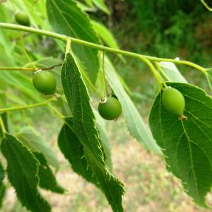 Photographie n°2499138 du taxon Celtis australis L. [1753]