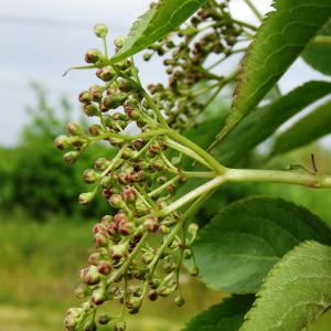 Photographie n°2499148 du taxon Sambucus nigra L. [1753]