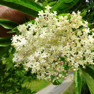 Photographie n°2499150 du taxon Sambucus nigra L. [1753]