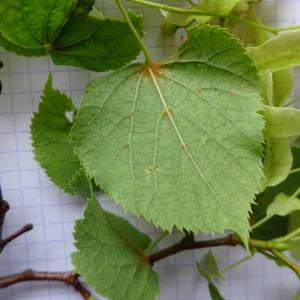 Photographie n°2499175 du taxon Tilia cordata Mill.