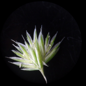 Photographie n°2499183 du taxon Rostraria cristata (L.) Tzvelev