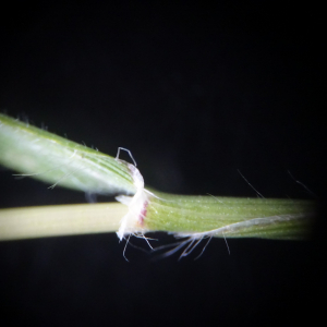 Photographie n°2499184 du taxon Rostraria cristata (L.) Tzvelev