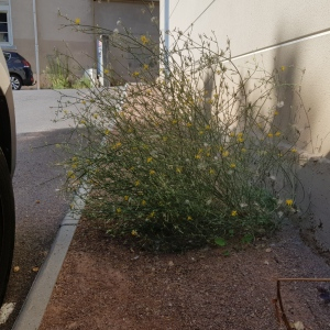 Photographie n°2499187 du taxon Chondrilla juncea L.