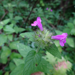 Photographie n°2499199 du taxon Clinopodium vulgare L.