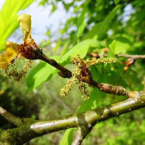 Photographie n°2499244 du taxon Quercus robur L. [1753]