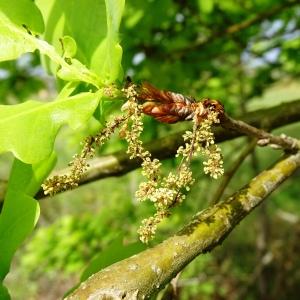 Photographie n°2499245 du taxon Quercus robur L. [1753]