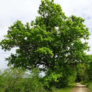 Photographie n°2499248 du taxon Quercus robur L. [1753]