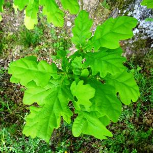 Photographie n°2499250 du taxon Quercus robur L. [1753]