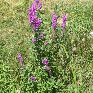 Photographie n°2499262 du taxon Lythrum salicaria L.