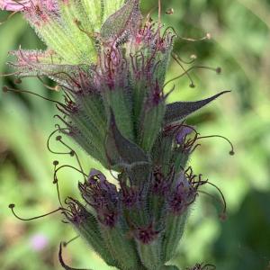 Photographie n°2499266 du taxon Lythrum salicaria L.