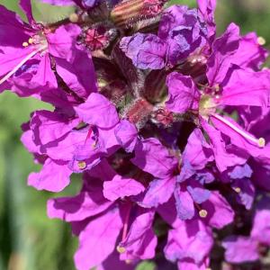 Photographie n°2499268 du taxon Lythrum salicaria L.