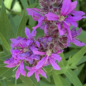 Photographie n°2499276 du taxon Lythrum salicaria L.