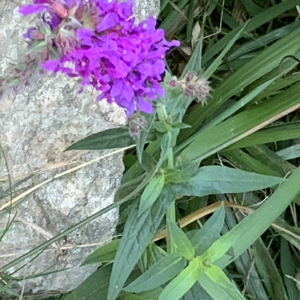 Photographie n°2499278 du taxon Lythrum salicaria L.