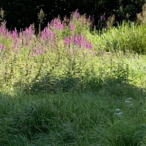 Photographie n°2499280 du taxon Lythrum salicaria L.