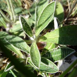 Photographie n°2499318 du taxon Pilosella officinarum Vaill. [1754]