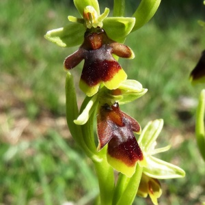 Photographie n°2499328 du taxon Ophrys aymoninii (Breistr.) Buttler [1986]