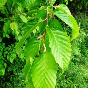 Photographie n°2499376 du taxon Carpinus betulus L.